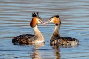 Stephen Nobbs - Courting Grebe